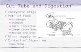 Gut Tube and Digestion Embryonic origin Path of Food Esophagus Stomach Small intestines Large intestines Rectum and anus Blood supply to gut Control of.