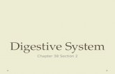 Digestive System Chapter 38 Section 2. Types of Digestion 1)CHEMICAL DIGESTION  Digestion done using enzymes and acid; purpose is to break food into.