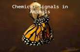 Chemical Signals in Animals. Learning Objectives (3/2/09) Differentiate between types of cellular chemical messages: autocrine, paracrine, and neuroendocrine.