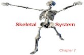 Skeletal System Chapter 7. The Skeleton Support Storage Strength Attachment scaffold for tendons, ligaments and muscle Blood cell production.