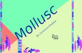 Molluscs By: Sameena Khokhar. The term mollusc means “soft.” A mollusc is a diverse animal and is a member of the phylum Mollusca group. Around eighty.