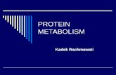 PROTEIN METABOLISM Kadek Rachmawati. PROTEIN METABOLISM  Protein Catabolism Amino Acids Metabolism  Amino Acids Catabolism  Amino Acids Biosynthesis.