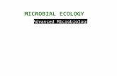Advanced Microbiology MICROBIAL ECOLOGY. Population, Guilds, and Communities In nature, individual microbial cells grow to form populations. Metabolically.