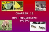 CHAPTER 13 How Populations Evolve. Taking a closer look at organisms. Notice differences from other organisms Features that show the relationship of an.