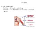 Muscle Three basic types: Skeletal = striated = voluntary Smooth = non-striated = involuntary = visceral Cardiac.