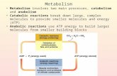 Metabolism Metabolism involves two main processes, catabolism and anabolism Catabolic reactions break down large, complex molecules to provide smaller.