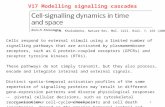 17. Lecture WS 2006/07Bioinformatics III1 V17 Modelling signalling cascades Cells respond to external stimuli using a limited number of signalling pathways.