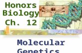 Honors Biology Ch. 12 Molecular Genetics. CH. 12Molecular Genetics I.DNA: The Genetic Material - DNA: The Chemical Basis of Heredity that forms the universal.