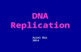 DNA Replication Accel Bio 2014. Overview: What is DNA for? The purpose of DNA is to store the information necessary to allow cells & organisms to function.