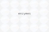 Enzymes. Enzymes are Proteins Many of our genes code directly for enzymes Estimated to be about 75,000 different types in the human body.