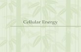 Cellular Energy. The First Law of Thermodynamics first law of thermodynamics – Energy can be transferred and transformed, but it cannot be created or.