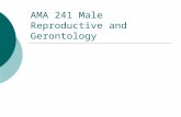 AMA 241 Male Reproductive and Gerontology. Urinary System  Removes wastes from blood and regulates fluid volume, electrolyte, blood pressure and pH balance.