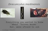 Dracunculus medinensis Everything you wanted to know about “Guinea Worms” But, were afraid to ask CrisAngel Presents.
