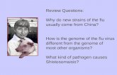 Review Questions: Why do new strains of the flu usually come from China? How is the genome of the flu virus different from the genome of most other organisms?