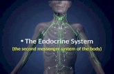 The Endocrine System (the second messenger system of the body)