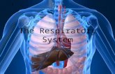 The Respiratory System. Process by which O 2 and CO 2 are exchanged between cells, the blood, and air in the lungs = respiration –The human respiratory.