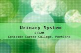 Urinary System ST120 Concorde Career College, Portland.