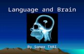 Language and Brain By Soner TARI. Language Acquisition Language is human specific Critical Period in First Language: –Acquisition of L1 is impaired after.