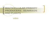 MULTICELLULAR PRIMARY PRODUCERS: SEAWEEDS AND PLANTS video.