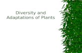Diversity and Adaptations of Plants. Plants became established on land  Probably evolved from multi-cellular aquatic green algae (a protist)  Plants.