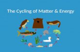 The Cycling of Matter & Energy. Community of interacting organisms within a biome living in BalanceBalance Ecosystems Each organism plays a role in their.