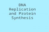 DNA Replication and Protein Synthesis. I. DNA – Deoxyribonucleic Acid Genetic Code – Way that cells store info (in nucleus) to be passed to the next generation.