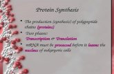 Protein Synthesis  The production (synthesis) of polypeptide chains (proteins)  Two phases: Transcription & Translation  mRNA must be processed before.