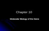 Chapter 10 Molecular Biology of the Gene. Information transfer is from DNA  RNA  protein Replication What is it? Where does it occur? REPLICATION Copying.