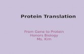 Protein Translation From Gene to Protein Honors Biology Ms. Kim.