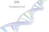 DNA "The Blueprint of Life". Vocabulary 1. Nucleotide 2. Base pairing 3. Chromatin 4. Histone 5. Replication 6. DNA Polymerase 7. mRNA 8. rRNA 9. tRNA.