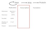 RNA Protein DNA Replication TranscriptionTranslation Polymerase Monomers DNA Pol III (and I) dNTPs Direction of synthesis 5’ to 3’ TemplatessDNA Product.