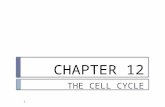 CHAPTER 12 THE CELL CYCLE 1. 2 I. OVERVIEW 3 1. Cell division is defined as the reproduction of cells and is the characteristic that best distinguishes.