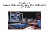 Chapter 5 Large Molecules are the Hallmark of Life.