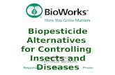 Biopesticide Alternatives for Controlling Insects and Diseases John Francis Technical Services.