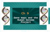 Ch 9 Gene maps and the Human Genome Project. Manipulating DNA Scientists use enzymes that act as molecular “scissors” to splice DNA. These enzymes (restriction.