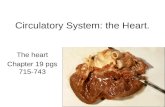 Circulatory System: the Heart. The heart Chapter 19 pgs 715-743.
