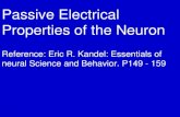 Passive Electrical Properties of the Neuron Reference: Eric R. Kandel: Essentials of neural Science and Behavior. P149 - 159.