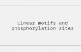 Linear motifs and phosphorylation sites. What is a linear motif? ( in molecular biology )