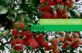 Fruit development.  Juvenile stage  Transitional stage  Maturity stage  Senescence stage.