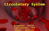 Circulatory System Arteries, Veins, Capillaries, the Heart, Vessels.