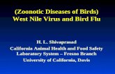 (Zoonotic Diseases of Birds) West Nile Virus and Bird Flu H. L. Shivaprasad California Animal Health and Food Safety Laboratory System – Fresno Branch.