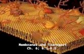 Membranes and Transport Ch. 6; 6.1-6.5. What does the Membrane Do? Support  keeps cell shape Transport  moves material in and out of the cell Recognition.
