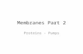 Membranes Part 2 Proteins - Pumps. Membrane Proteins Integral proteins – Transmembrane domains 25 aa  -helix  -barrel H-bonding of all amino & carbonyl.
