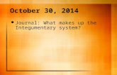 October 30, 2014 Journal: What makes up the Integumentary system?