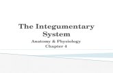 The Integumentary System Anatomy & Physiology Chapter 4.