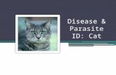 Disease & Parasite ID: Cat. Diseases Feline panleukopenia (Feline Distemper) Description: ▫Infectious disease caused by a parvovirus or DNA virus. This.