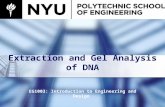 Extraction and Gel Analysis of DNA. Overview Objectives Background information Materials Procedures:  Part 1: Restriction of Lambda DNA  Part 2: Gel.