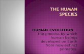 HUMAN EVOLUTION - the process by which human beings developed on Earth from now-extinct primates.