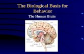 The Biological Basis for Behavior The Human Brain.