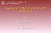 Innervation of the Genitalia and the Pelvic Floor Per Brodal Institutt for medisinske basalfag Universitetet i Oslo 9th Semester 2008.